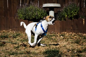 Jack Russel Terrier, Snickers, gets a healthy dose of  exercise that every dog needs to stay fit and heathy. 