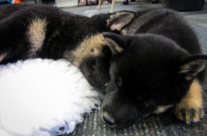 Two Shiba Inu puppies, Meeko's sister and Meeko, resting together at At The Heart of Quilting store in Des Moines, Iowa.