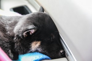 The newest member to the Burg family, Meeko, on the car ride home fell asleep against the car door.