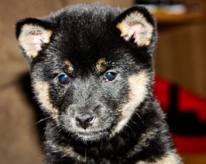 Shiba Inu puppy, Meeko, is nine weeks old and was adopted by Amber Burg and her family on March 23, 2013.