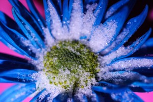 Creativity is my favorite thing to do with photography and I love daisy flowers with bright colors.