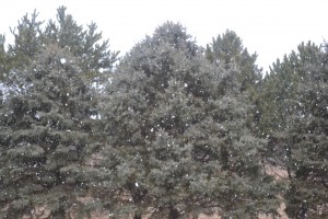 Large snowflakes fell out of the blue Sunday afternoon in Nebraska. "It sounds like it's raining, but the flakes are just so big," Linda DeRoin exclaimed.