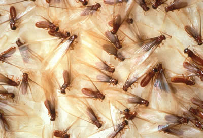 termiteswarmers2