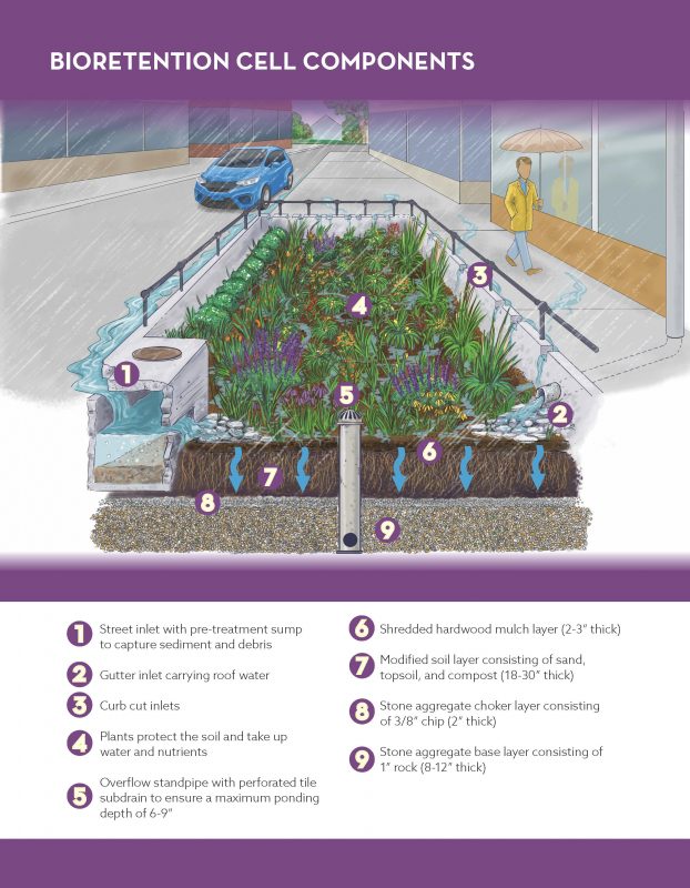 Diagram of Bioretention Cell Components supplied to the Collegian Reporter by the Iowa Stormwater Education Partnership